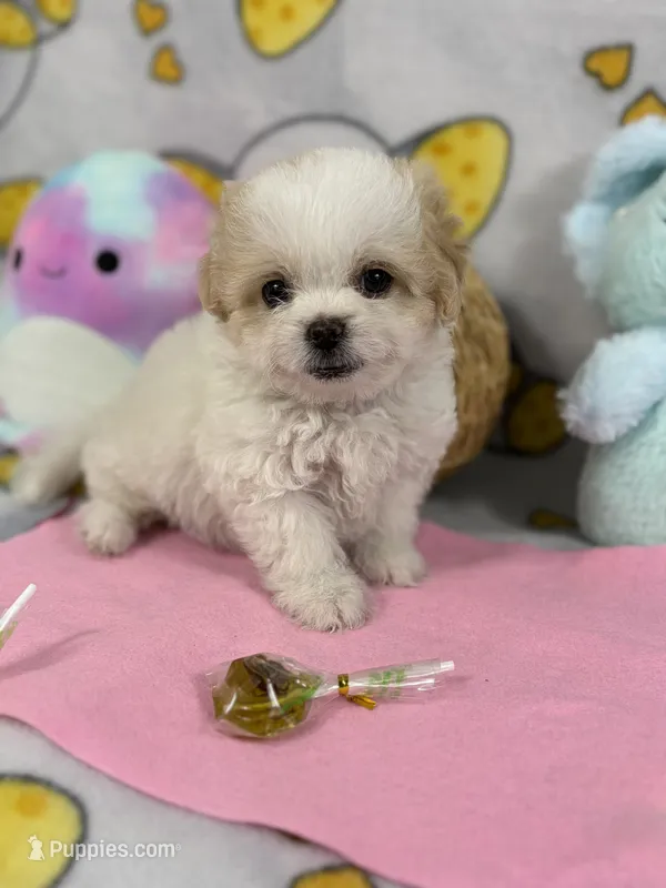 Allie🫖 – Maltipoo puppy for sale in Houston, TX
