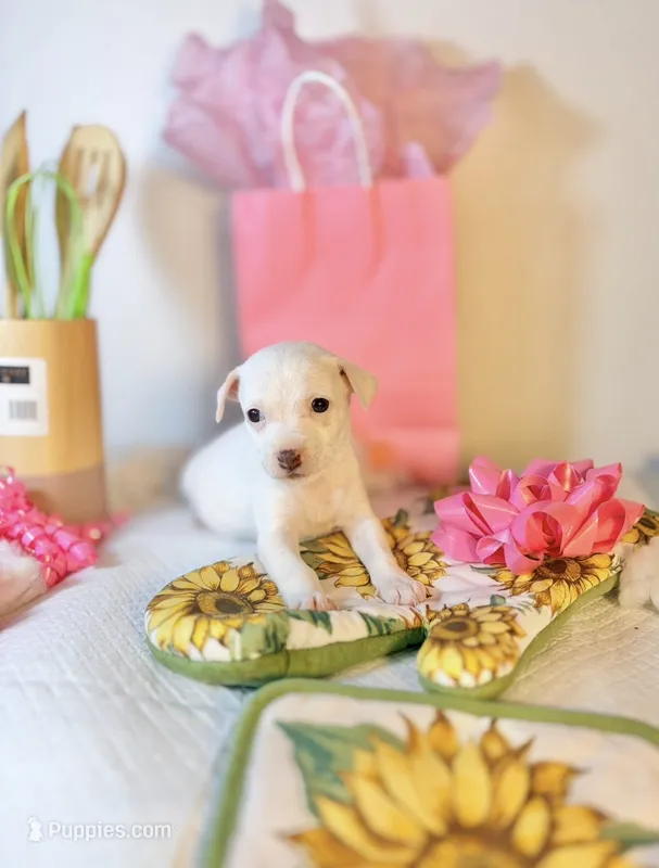 Penny  – Chihuahua puppy for sale in Houston, TX