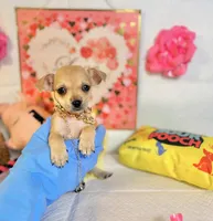 Devi, a female Chihuahua for sale in Houston, TX – 6 of 8