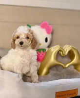 Aurora, a female Poodle - Toy  for sale in Houston, TX – 7 of 9