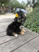Coralie, a female Yorkshire Terrier for sale in Houston, TX – 9 of 10