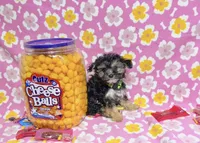 Coralie, a female Yorkshire Terrier for sale in Houston, TX – 1 of 10