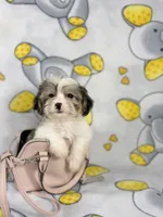 Khloe, a female Maltipoo for sale in Houston, TX – 3 of 5