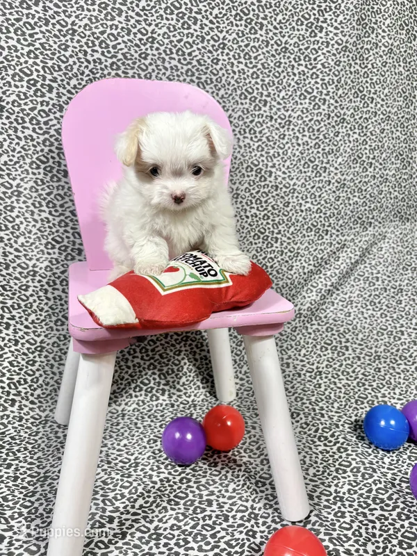 King – Maltipoo puppy for sale in Houston, TX