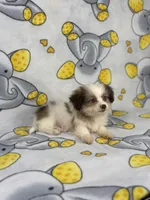Duke, a female Maltipoo for sale in Houston, TX – 2 of 5