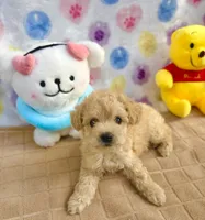 Dolce, a female Poodle - Toy  for sale in Houston, TX – 4 of 6