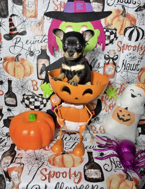 Aria – Chihuahua puppy for sale in Houston, TX