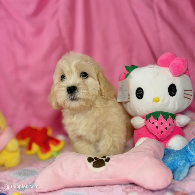 Clover – Maltipoo puppy for sale in Houston, TX
