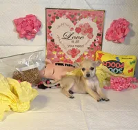Mercy, a female Chihuahua for sale in Houston, TX – 3 of 8