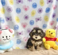 Buttercup, a female Yorkshire Terrier for sale in Houston, TX – 2 of 7
