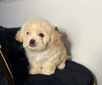 Fendi, a female Maltipoo for sale in Houston, TX – 4 of 6