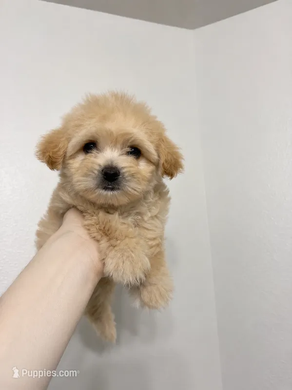 Fendi – Maltipoo puppy for sale in Houston, TX