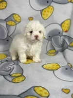 Bubbles, a female Maltipoo for sale in Houston, TX – 4 of 6
