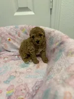 Ariana, a female Poodle - Toy  for sale in Houston, TX – 5 of 5