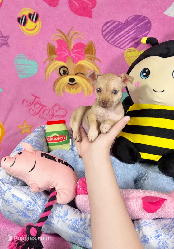 Cinnamon  – Chihuahua puppy for sale in Houston, TX