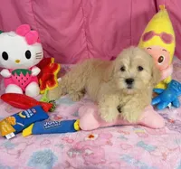 Clover, a female Maltipoo for sale in Houston, TX – 6 of 6