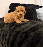 Ariana, a female Poodle - Toy  for sale in Houston, TX – 3 of 5