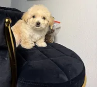 Fendi, a female Maltipoo for sale in Houston, TX – 6 of 6