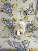 Bubbles, a female Maltipoo for sale in Houston, TX – 5 of 6