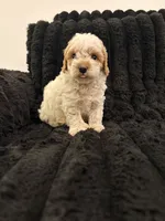 Biscuit, a male Poodle - Toy  for sale in Houston, TX – 6 of 6