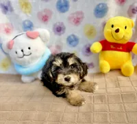 Buttercup, a female Yorkshire Terrier for sale in Houston, TX – 4 of 7