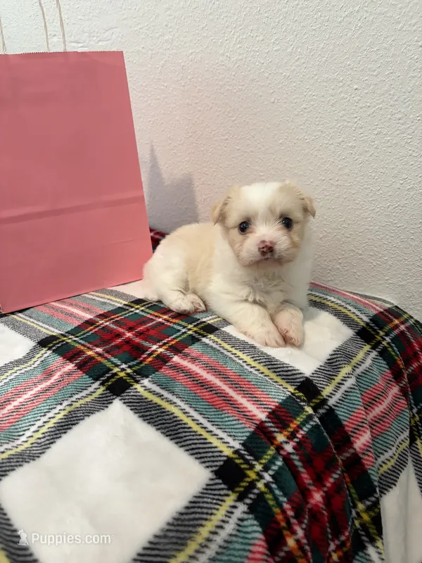 Dynasty  – Maltipoo puppy for sale in Houston, TX