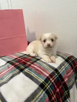 Dynasty , a female Maltipoo for sale in Houston, TX – 1 of 8