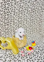 Penny , a female Chihuahua for sale in Houston, TX – 5 of 7