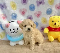 Dolce, a female Poodle - Toy  for sale in Houston, TX – 6 of 6