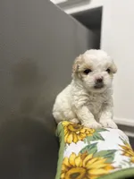 Anika, a female Poodle - Toy  for sale in Houston, TX – 4 of 10