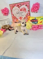 Mercy, a female Chihuahua for sale in Houston, TX – 4 of 8