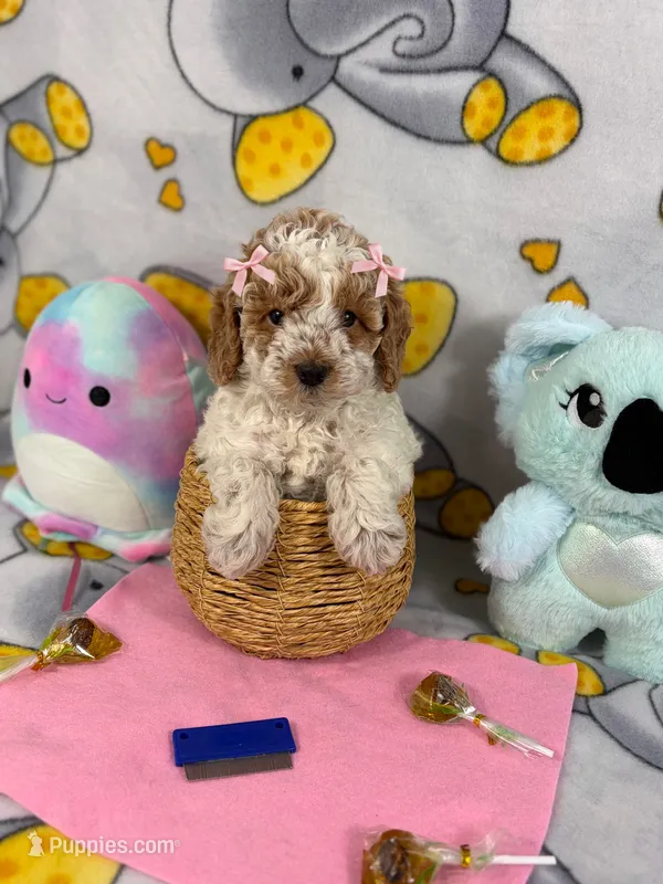 Lorena – Poodle - Toy  puppy for sale in Houston, TX