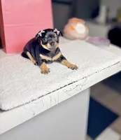 Aria, a female Chihuahua for sale in Houston, TX – 2 of 5