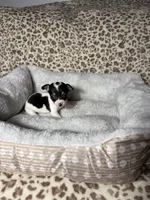 Betty boo, a female Chihuahua for sale in Houston, TX – 7 of 7