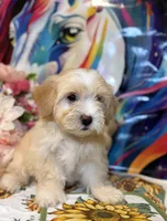 Dolce, a female Maltipoo for sale in Houston, TX – 6 of 6