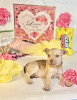 Cinnamon , a female Chihuahua for sale in Houston, TX – 2 of 8