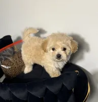 Fendi, a female Maltipoo for sale in Houston, TX – 2 of 6