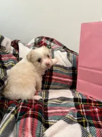 Dynasty , a female Maltipoo for sale in Houston, TX – 3 of 8