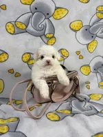 King, a male Maltipoo for sale in Houston, TX – 7 of 9