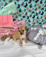 Emily, a female Chihuahua for sale in Houston, TX – 5 of 9
