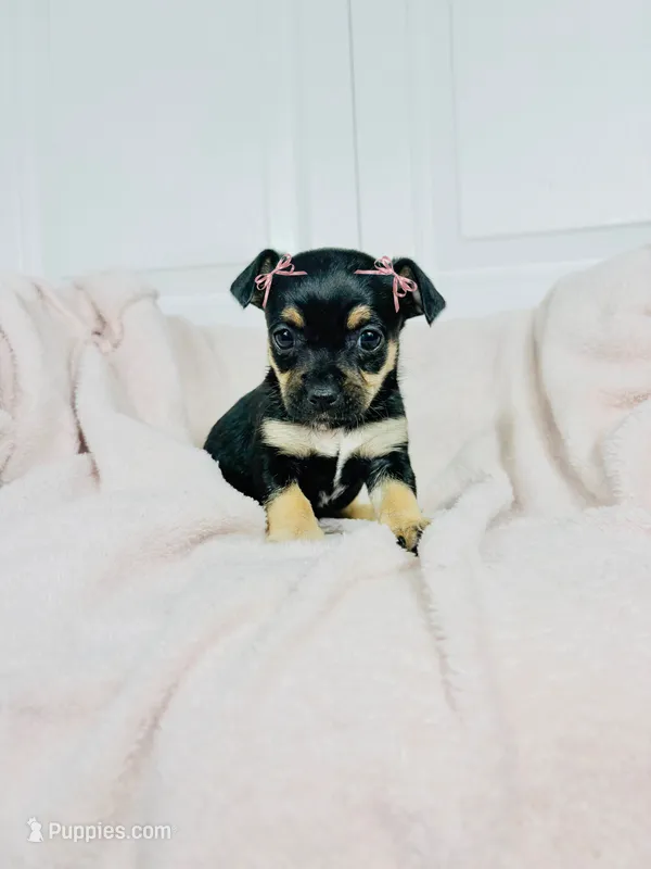 Bonnie – Chihuahua puppy for sale in Houston, TX