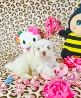 Bubbles, a female Maltipoo for sale in Houston, TX – 3 of 9