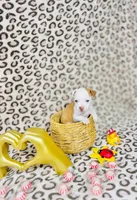 Dolly, a female Chihuahua for sale in Houston, TX – 7 of 7
