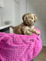 Autumn 🐻, a female Maltipoo for sale in Houston, TX – 3 of 9