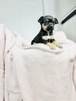 Bonnie, a female Chihuahua for sale in Houston, TX – 7 of 7