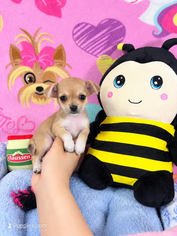 Devi – Chihuahua puppy for sale in Houston, TX