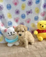 Dolce, a female Poodle - Toy  for sale in Houston, TX – 5 of 6