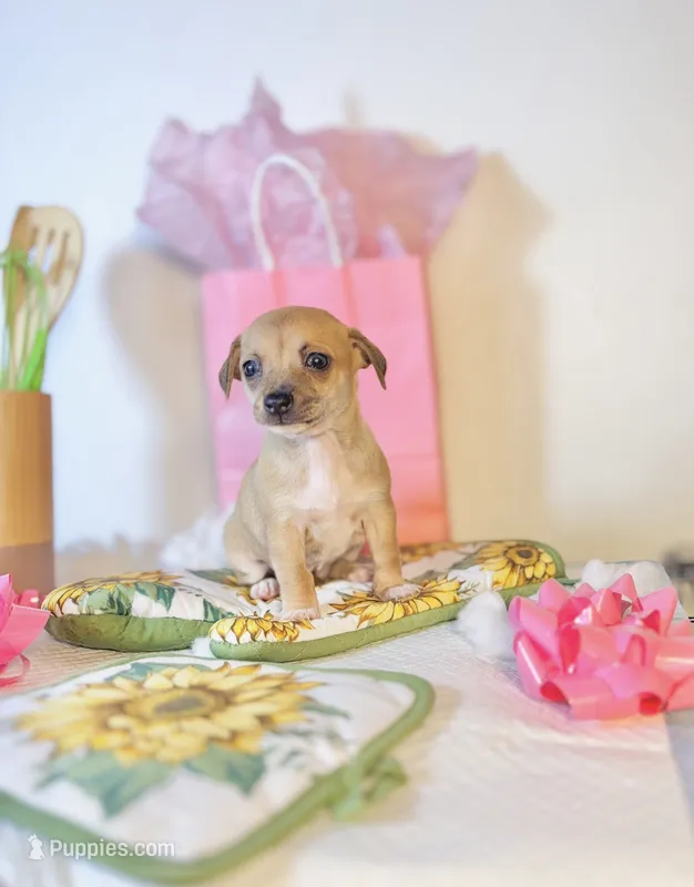 Emily – Chihuahua puppy for sale in Houston, TX