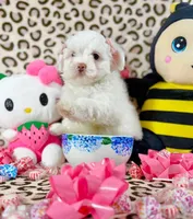 Bubbles, a female Maltipoo for sale in Houston, TX – 4 of 9
