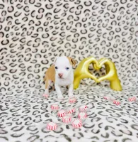 Dolly, a female Chihuahua for sale in Houston, TX – 3 of 7